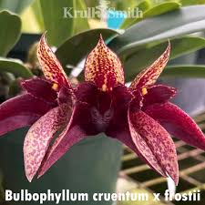 Image result for Bulbophyllum X chikukwa