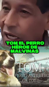 Tom, el perro héroe de Malvinas