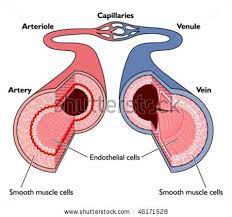 Medical Illustration Stock Photos Images Pictures Human Anatomy And Physiology Arteries Anatomy