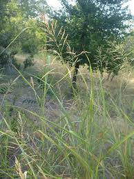 Image result for Sorghum halepense