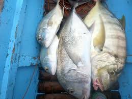 These longline fishing are affordable and available for online consumers. Mungko Tv Home Facebook