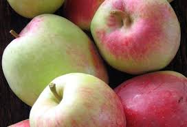 Sonoma holiday homes sonoma holiday packages sonoma flights sonoma restaurants sonoma attractions sonoma shopping. Anna Apple Trees Bijouxs Little Jewels From The Kitchen