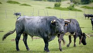 El crítico Miguel Tinajero estará en el homenaje a Juan Vicente Mora en  Zafrilla