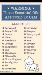 The list of how you can use lavender goes on and on and on. Essential Oils And Cats The True Facts Love And Kisses Pet Sitting Nc