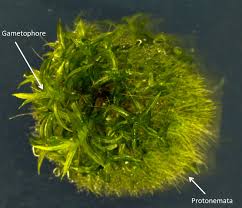 Moss makes a great addition to any garden, but it can also be grown indoors if. A Day In The Life Of A Moss Lab The Node