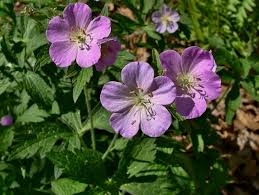 Image result for Geranium