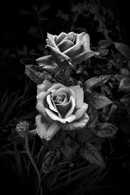 Find over 100+ of the best free black and white images. These Might Be The Ones Black Rose Flower Black And White Flowers Black And White Roses