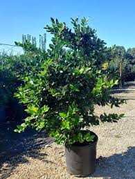 Image result for Ligustrum lucidum