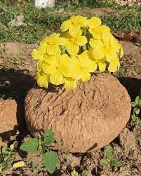 Image result for Coccinia mildbraedii