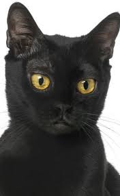 Bombay Cat Black American Shorthair Cat The Bombay Cat Cat Breeds Black Cat Cat Breeds Ragdoll