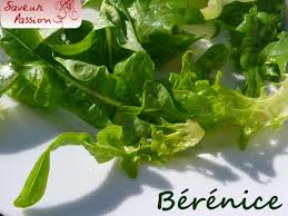 Jolis Noms Pour Salades De Saison Berenice Et Reine Des Glaces Saveur Passion Salade De Saison Reine Des Glaces Variete De Salade