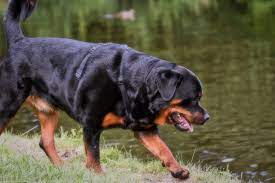 Buy kci registered puppies & dogs for sale in gurgaon. Rottweiler Price In India Feeding Cost Breed Attributes Latest 2021