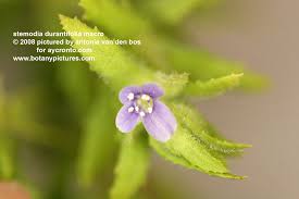 Image result for Stemodia serrata