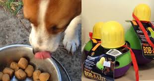 My dog won't eat and there is no obvious reason why. How To Feed A Puppy My Puppy Won T Eat Walkerville Vet