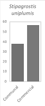 Image result for Stipagrostis uniplumis