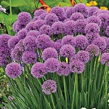 Millenium Allium In 2020 Rainbow Garden Flower Garden Plans Perennial Garden Plans