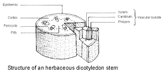 We did not find results for: Diagrams Of Parts Of A Plant Stem Twigs Bud Cone Stamen And Ovaries