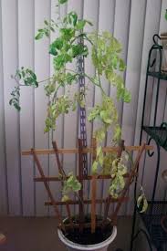 Reasons Why Tomato Plants Leaves Turn Yellow Plant Leaves Turning Yellow Plant Leaves Turning Tomatoes Plants Problems