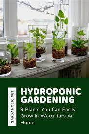 Hydroponic Gardening 9 Plants You Can Easily Grow In Water Jars At Home Water Plants Indoor Hydroponic Gardening Hydroponic Gardening Diy