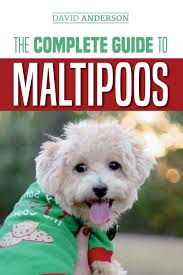 Find maltipoo puppies for sale and maltipoo dog breeders | preferable pups is the safest way to buy a maltipoo puppy for. The Complete Guide To Maltipoos Everything You Need To Know Before Getting Your Maltipoo Dog Anderson David 9781724707574 Amazon Com Books