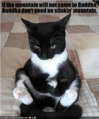 Cat Koan Funny Cat Memes Funny Animal Memes Funny Cats