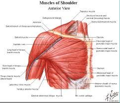 The shoulder is one of the most sophisticated and complicated joints of the human body. Muscles Of The Shoulder Shoulder Muscle Anatomy Human Body Anatomy Body Anatomy