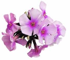 The dianthus plant is the quintessential cottage flower. Plants That Look Good With Phlox