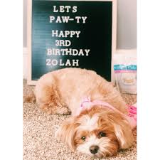 Shihpoo Poodle Shitzu Dogbirthday Letterboard Dogs Puppy Dog Birthday Quotes Dog First Birthday Dog Birthday Party