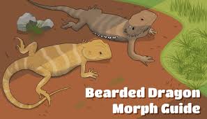 15 Awesome Bearded Dragon Morphs With Pictures Species Guide