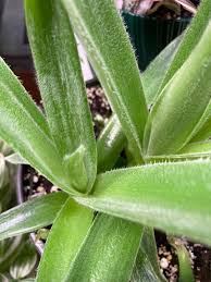 Image result for Cyanotis foecunda