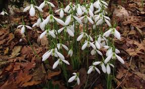 Image result for Inversodicraea