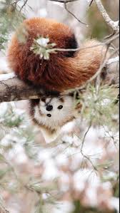 Hanging news network by susancoquin on deviantart. Cute Baby Baby Animals Beautiful Sleeping Cute Baby Baby Animals Beautiful Red Panda Novocom Top