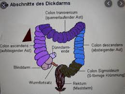 1 synonym for sigmoid colon: Das Verdauungssysthem Colon Rektum Karteikarten Quizlet