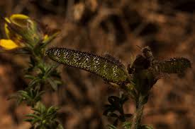 Image result for Adenocarpus mannii