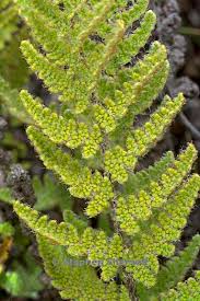 Image result for Cheilanthes