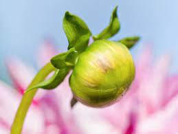 Taking Care Of Dahlias The Trick With Deadheading