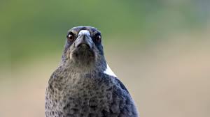 In addition to other members of the genus pica, corvids considered as magpies are in the g. Australian Magpies Are The Real Angry Birds