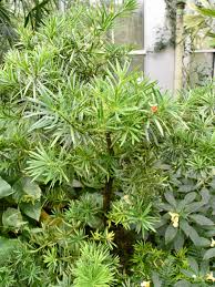 Image result for Podocarpaceae