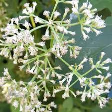 Image result for Aidia micrantha