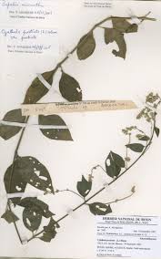 Image result for Pupalia micrantha