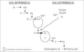 La coagulación es el proceso que lleva a la transformación de sangre líquida en sangre sólida o gelificada. Cascada De Coagulacion Clasica Dividida En La Via Intrinseca Y Download Scientific Diagram