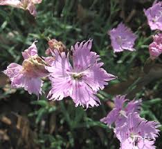 Heavenly scented and charmingly petit, these clove pinks add old dianthus gratianopolitanus tiny rubies is so small barbie would be right at home with it in her garden. Midwest Gardening Perennial Index