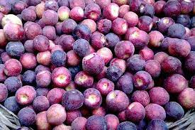 Falsa belongs to the berry family, and people often mistake it for blueberries; I Net Farms