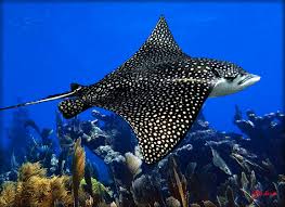 Eagle ray — any of several rays of the family myliobatidae, found in tropical seas and noted for the soaring movements by which they propel themselves through the water. Eagle Ray On The Reef Lobster Trap Art