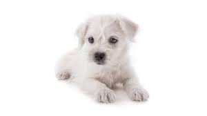 Requirements for foster and adoptive parents include a model approach to partnership in parenting course, or the pride (parent resource for information development and. West Higland White Terrier Westie Nessys Puppies Of Kendall