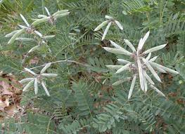 Image result for Tephrosia