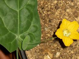 Image result for Momordica pterocarpa