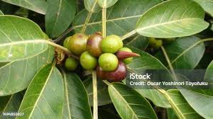 Image result for Ficus ingens