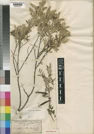 Image result for Indigofera baumiana