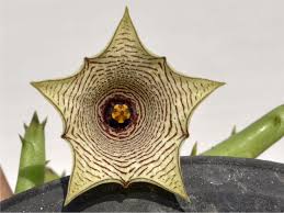 Image result for Huernia leachii
